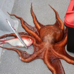 へいみつ丸 釣果