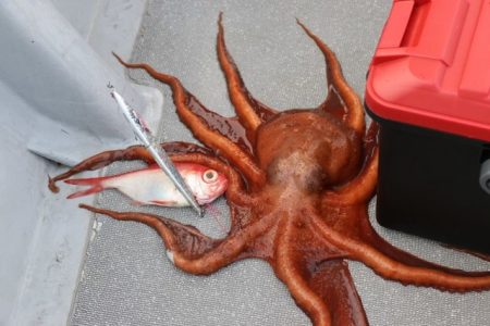 へいみつ丸 釣果