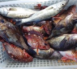 石川丸 釣果