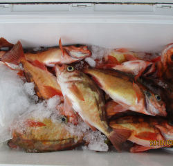 なかくに丸 釣果