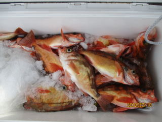 なかくに丸 釣果