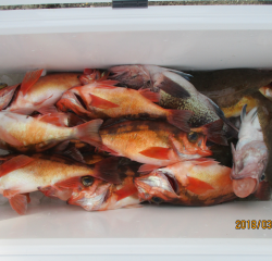 なかくに丸 釣果