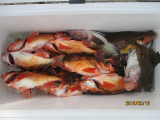 なかくに丸 釣果