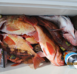 なかくに丸 釣果