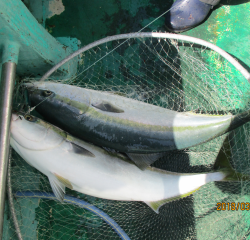 なかくに丸 釣果
