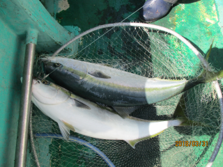 なかくに丸 釣果