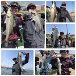 シーマジカル 釣果