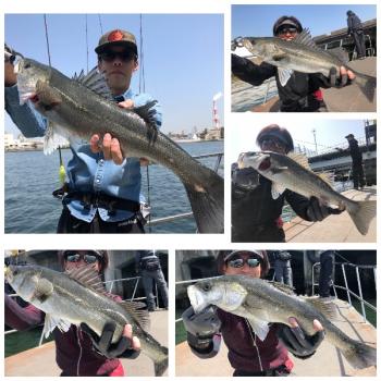 シーマジカル 釣果