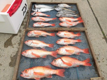 大進丸(愛知) 釣果