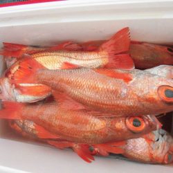 大進丸(愛知) 釣果