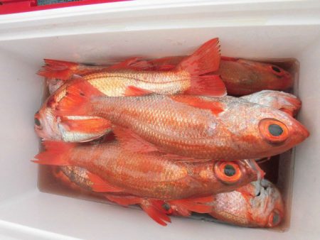 大進丸（愛知） 釣果