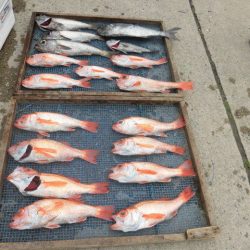 大進丸(愛知) 釣果