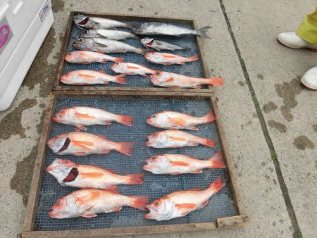 大進丸(愛知) 釣果