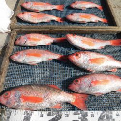 大進丸(愛知) 釣果