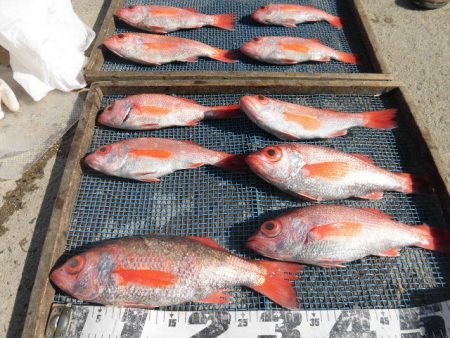 大進丸(愛知) 釣果