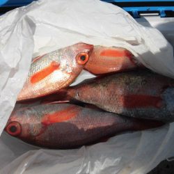 大進丸(愛知) 釣果