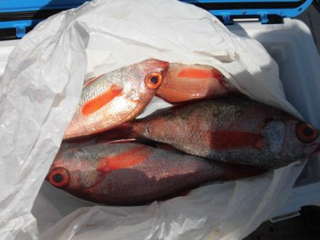 大進丸(愛知) 釣果