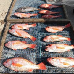 大進丸(愛知) 釣果