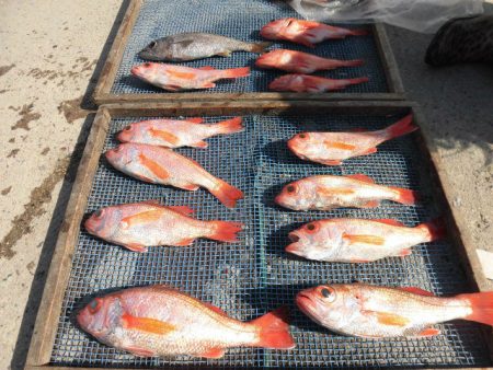 大進丸(愛知) 釣果