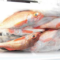 大進丸(愛知) 釣果