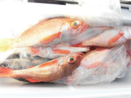 大進丸(愛知) 釣果