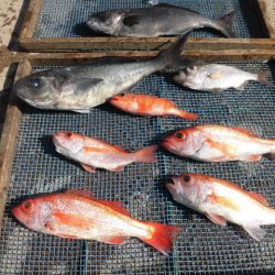 大進丸(愛知) 釣果