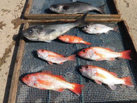 大進丸(愛知) 釣果