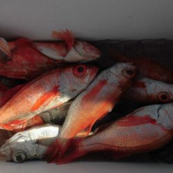 大進丸(愛知) 釣果