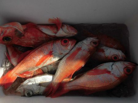 大進丸(愛知) 釣果