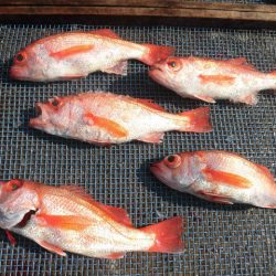 大進丸(愛知) 釣果