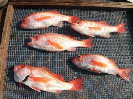 大進丸(愛知) 釣果