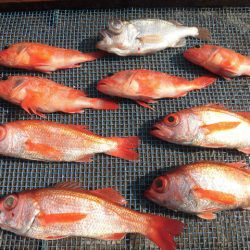 大進丸(愛知) 釣果