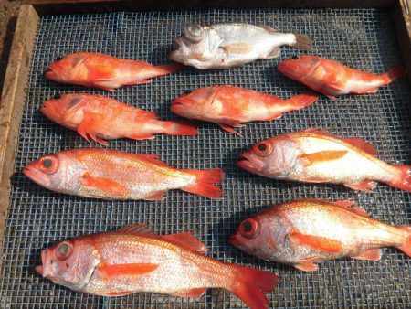 大進丸(愛知) 釣果