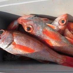 大進丸(愛知) 釣果