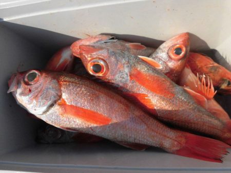 大進丸(愛知) 釣果