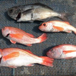 大進丸(愛知) 釣果