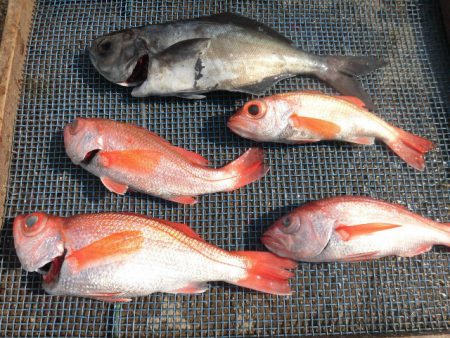 大進丸(愛知) 釣果