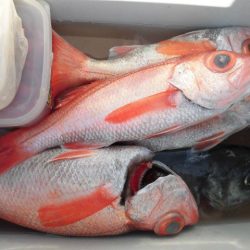 大進丸(愛知) 釣果