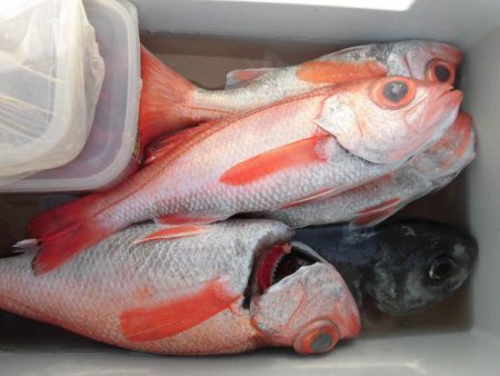 大進丸(愛知) 釣果