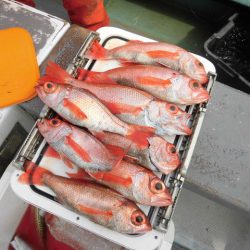 大進丸（愛知） 釣果