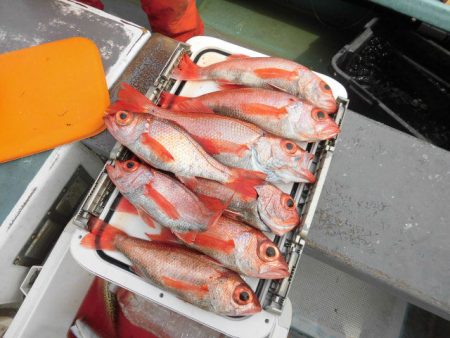 大進丸（愛知） 釣果