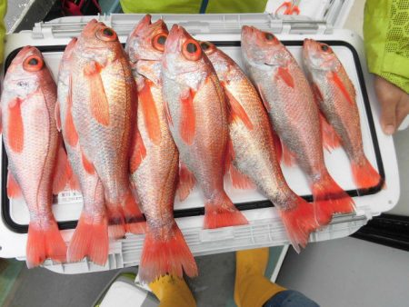 大進丸（愛知） 釣果