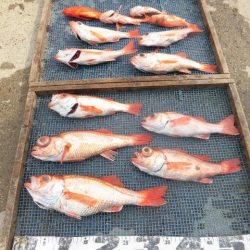 大進丸（愛知） 釣果