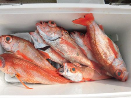 大進丸（愛知） 釣果