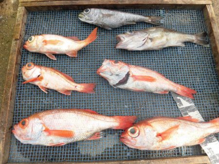 大進丸（愛知） 釣果