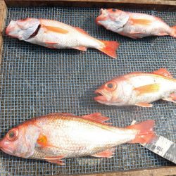 大進丸（愛知） 釣果