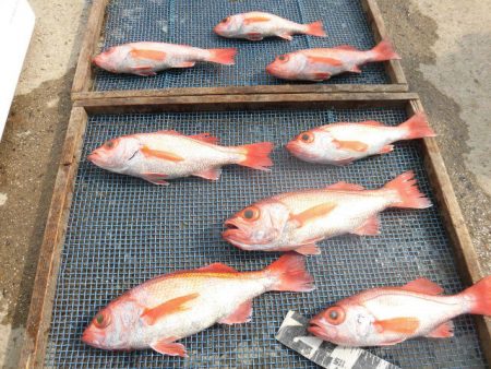 大進丸（愛知） 釣果