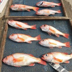 大進丸（愛知） 釣果