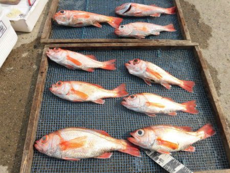 大進丸（愛知） 釣果