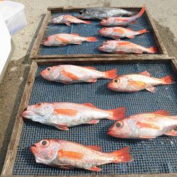 大進丸（愛知） 釣果